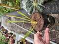 Y861 1H S. flava var. rubricorpora x flava var. atropurpurea SWC 