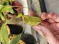 G970 5-3 N. ampullaria x tobaica 