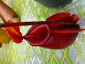 G803 5-3 N. ampullaria x villosa #NNN
