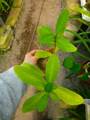 G146 3-2 Hydnophytum formicarum CK