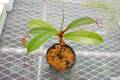 P091 5-3 #BB N. maxima x (Zakuriana x veitchii)