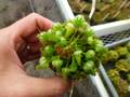G001 4-1 Cephalotus follicularis Giant Y's Lab