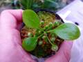 R616 3-2 [YA-30] Cephalotus follicularis Giant Y's Lab