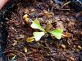 G483 4-1 Dionaea muscipula `Cuped Trap'