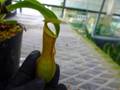 G300 3-1 N. Ventrata