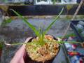 Y858 1-1 Brocchinia hechtioides {Gran Sabana, Venezuela, different clones} [BCP ID# 991] BCP