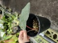 G116 2-1 Alocasia yucatan princess Y's 