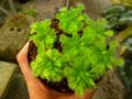 G121 3-3 D. sessilifolia Y's Lab