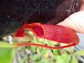 G538 5-1 N. veitchii `Akazukin' x {lowii x ventricosa (red)} Y's