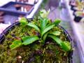 G632 4-1 Dionaea muscipula `Cross Teeth china' CK