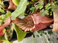 P836 1-2 N. veitchii Bario x veitchii striped peristome / pink/ red speckled pitcher BE