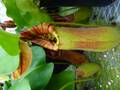 G030 5-2 N. truncata (Bukidnon) OF