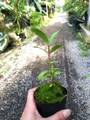 G741 3-1 Hydnophytum formicarum CK