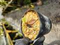 R387 1-3  N. gantungensis {clone2, Mount gantung, Palawan, Philippines][BCP ID# N1067-02] 