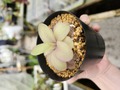 Y935  1-2 P. `Razzberry Blonde' 