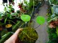 P653 3-2 U. nelumbifolia