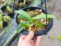 Y395 3-3 N. (ventricosa x sibuyanensis squat) x (ventricosa x sibuyanensis) Y's
