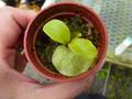 Y917 4-2 Platycerium ラベル落ち