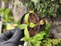 E231 1-4 N. rajah x xharryana Tambuyukon Y's Lab