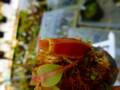 P990 1-4 N. veitchii Bario yellow Peristome x villosa Kinabalu #NNN