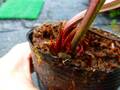 R567 4H S. leucophylla red stripe throat Cedric