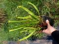 G604 S. subsp. gulfensis f. luteoviridis. Yellow River. PL