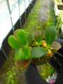 G651 5-3 Pachycentria glauca, ant plant whiteflower, grows together white ant tube CK