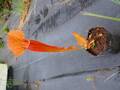 R115 S. oreophila x purpurea ssp. purpurea TF