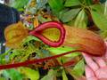 G838 5-2 #BBB N. truncata x sibuyanensis Y's