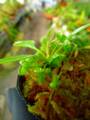 G525 3-2  [YA-30] Cephalotus follicularis Giant Y's Lab