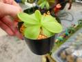 G316 1-2 P. Tina x emarginata