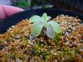 G751 1-2 Pinguicula Tina