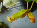 R456 5-1  [YA-170] N. clipeata Nep Gardner Y's Lab
