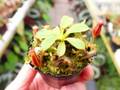 1-4 N. xkinabaluensis x lowii #NNN
