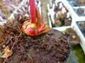 R369 S. flava var. rugelii SWC