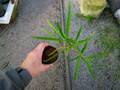 R362 3-1 Hydnophytum parangustum AK