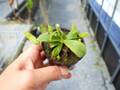 J634 5-1 [YA-62] N. veitchii `Akazukin' x veitchii (Bario stripe) Y's Lab
