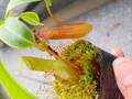 Y861 5-3 N. ventricosa-red seedling Y's
