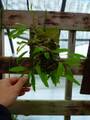 Y495 3-1 Lecanopteris sinuosa THW