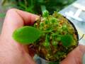 R328 3-2 [YA-30] Cephalotus follicularis Giant Y's Lab