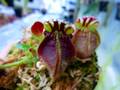 Y723 1-1 Cephalotus follocularis CK