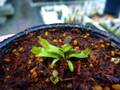 Y872 4-1 Dionaea muscipula `BCP clone aka Angel Wings" [BCP ID# 1950-70] BCP