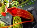 G250 5-1 #BBB N. veitchii 'Akazukin' x {lowii x ventricosa(red)} Y's