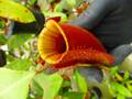 G664 5-2 #BBB N. ampullaria red strip TH