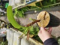 Y007 1-3 N. truncata x ephippiata EP