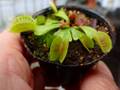 Y296 4-1 Dionaea muscipula 鈴木系 実生