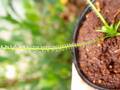 E160 5-2 D. filformis var. filformis