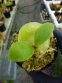 Y671 4-1 Platycerium ラベル落ち