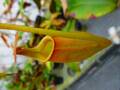 Y248 5-1 Nepenthes bicalcarata (Marudi) / NE-5A MT