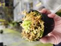P082 1-1 Cephalotus follicularis BE-3563